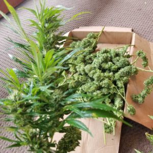 Mountain Mango Dried/Cured Smokeable Hemp Flower